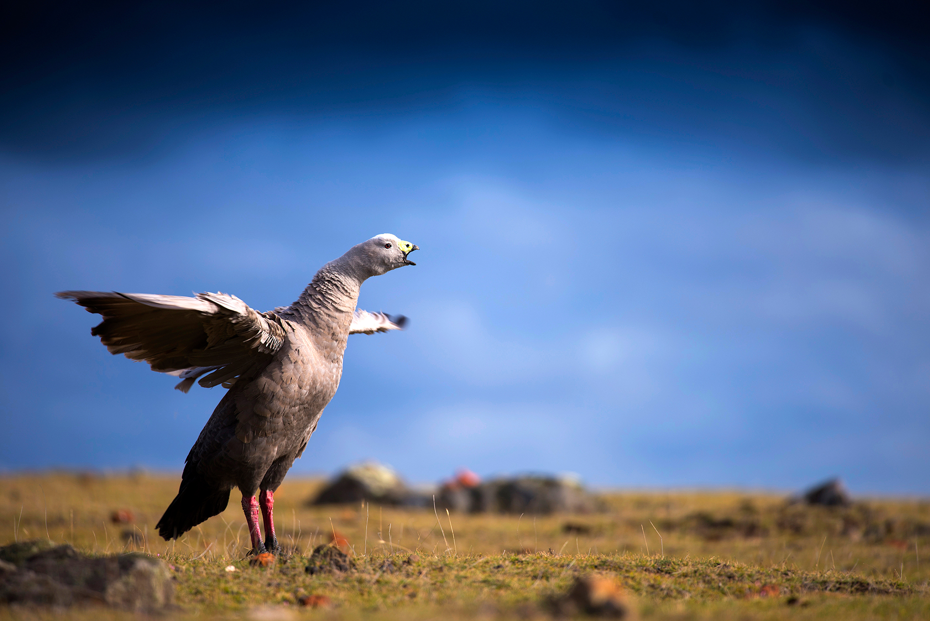 Wildlife & Birding Experiences