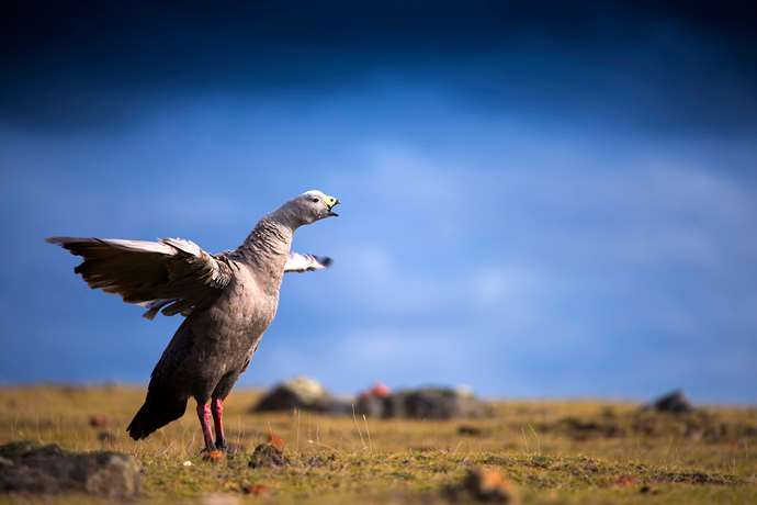 Wildlife & Birding Experiences