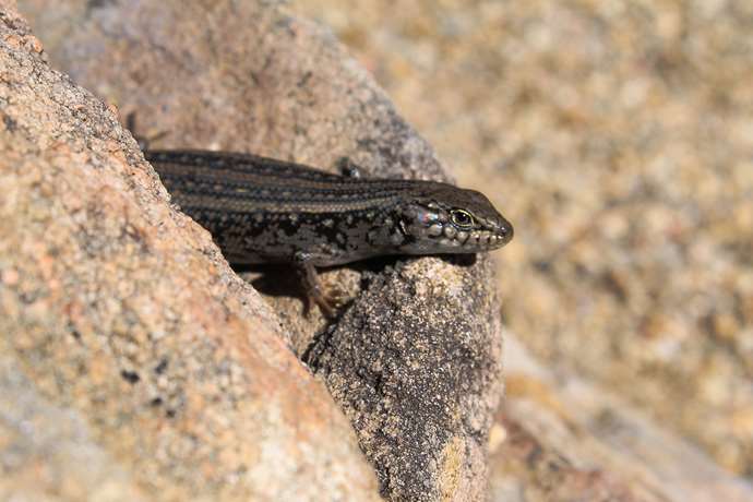 Reptiles