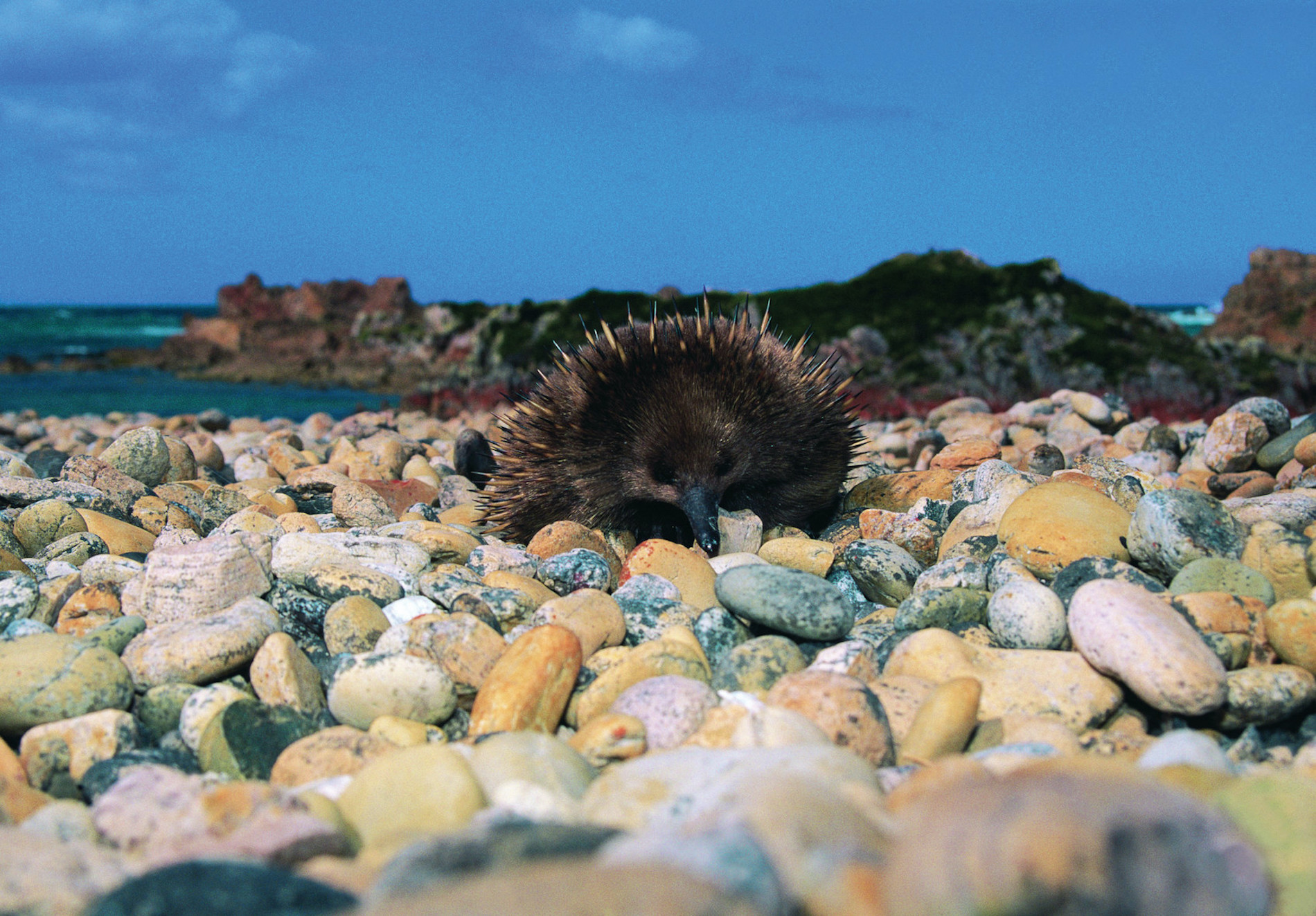 Wildlife and Birding Tours