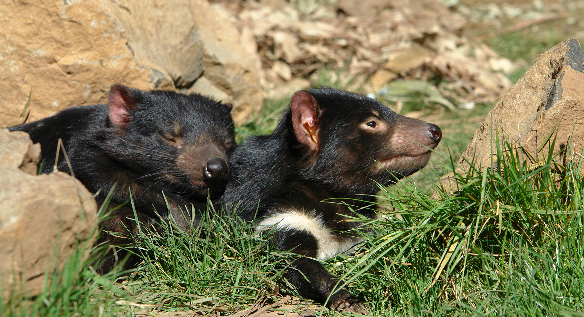 Tasmanian Devil