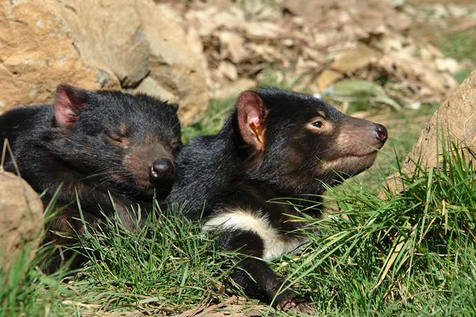 Tasmanian Devil