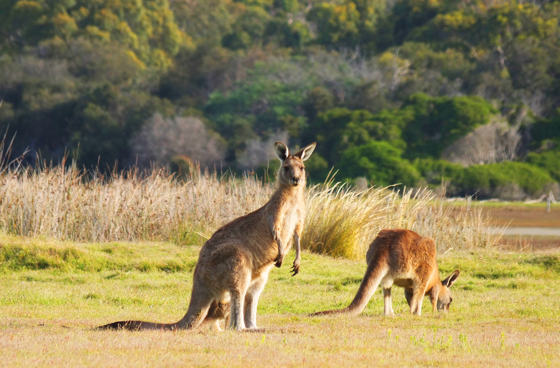 Kangaroo Island
