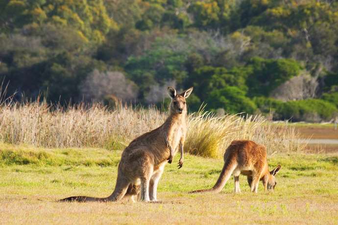Kangaroo Island