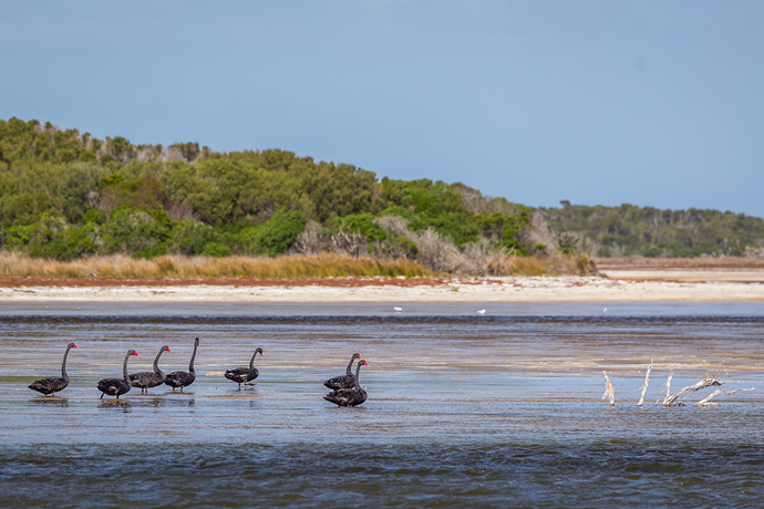 Flinders Island