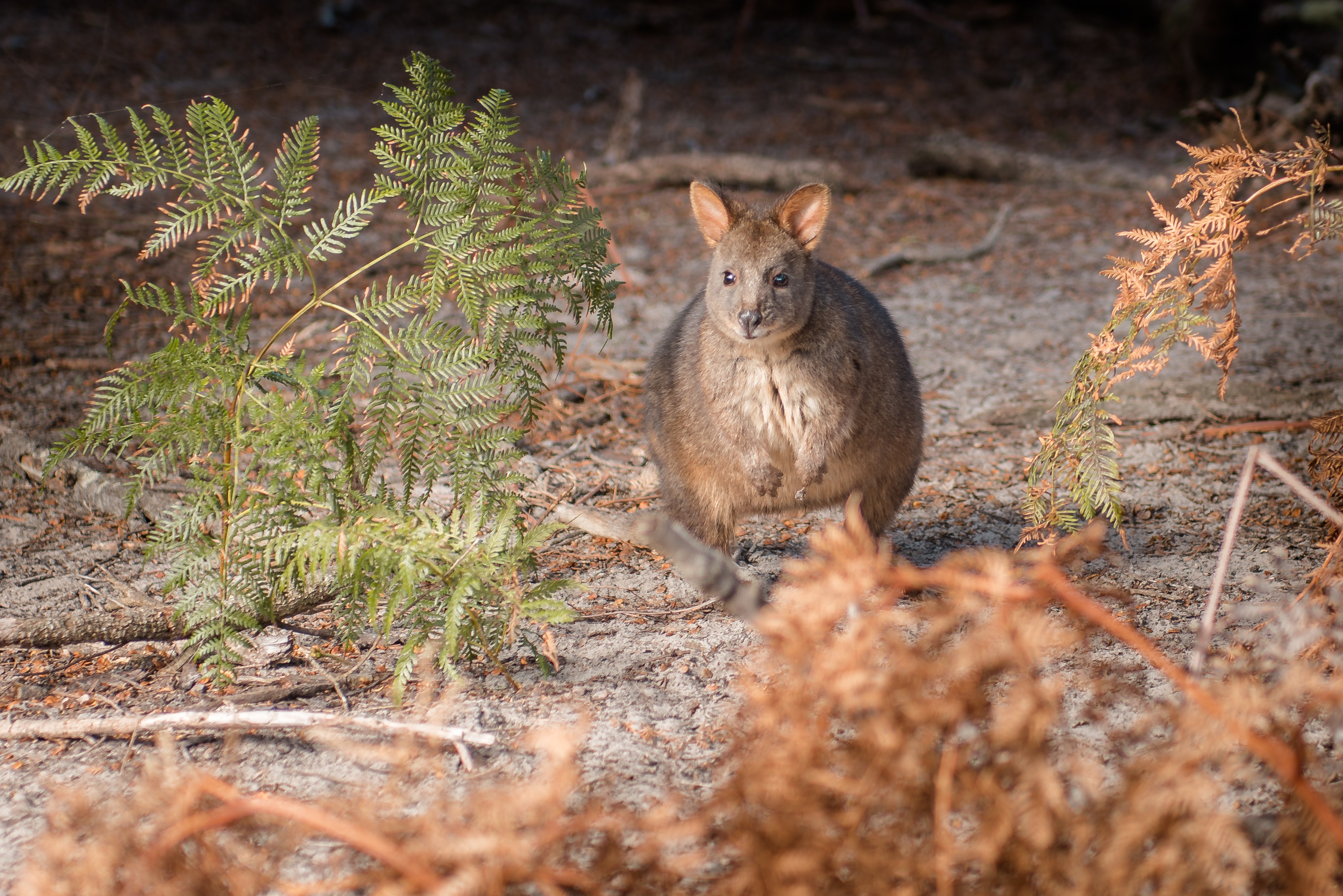 Western Wilderness Experience #1
