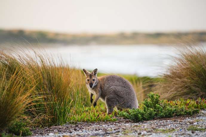 Other Marsupials