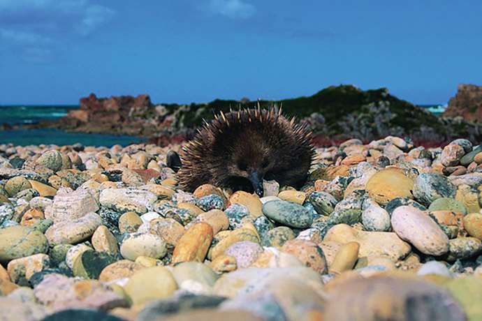 Monotremes